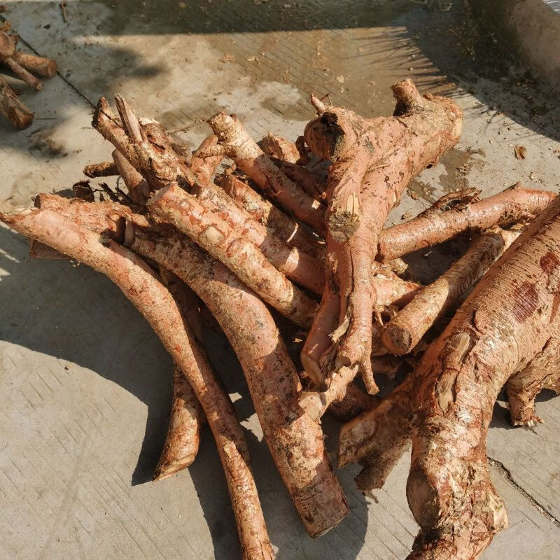 黄橄榄根 白橄榄根 青橄榄根老树根煲汤中药材强筋