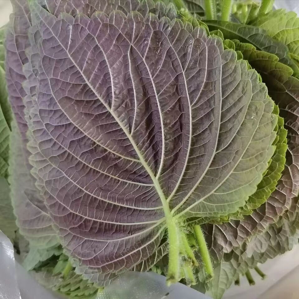 新鲜紫苏子叶食用250g东北延边韩国烤肉1斤绿苏子叶顺丰现摘现发1斤装