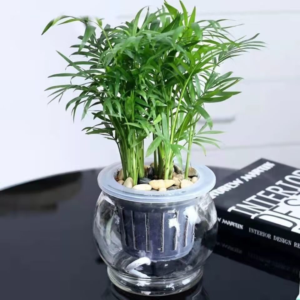 富贵椰子富贵椰子树植物室内办公室客厅水培绿植花卉袖珍椰子盆栽室内