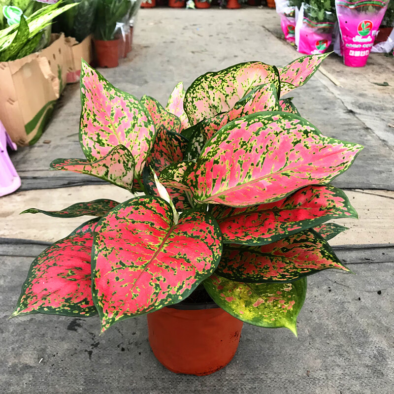 吉利红盆栽绿植万年红如意皇后室内观赏植物水培土培吉利红如意万年红