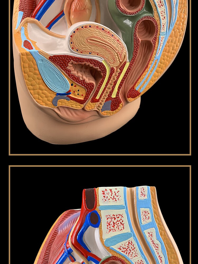 模型女性生殖器官模型男女性生殖子宫模型 一部件女性矢状解剖【图片