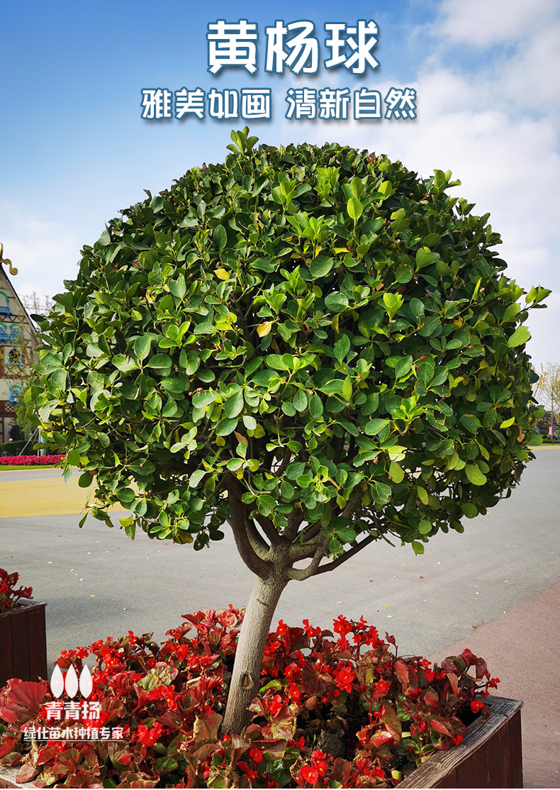 大叶黄杨球树苗球形龟甲冬青球小叶瓜子室外园林庭院绿化植物四季