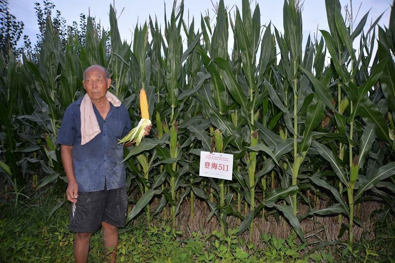 高產玉米種登海511玉米種雜交國審矮杆四川河南東北好品牌玉米種 高產