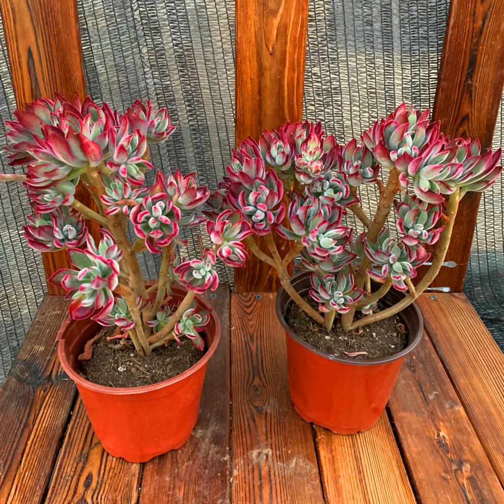 锦晃星 多肉植物多头大老桩新手萌肉组合盆栽绿植 基地直 多头 高16