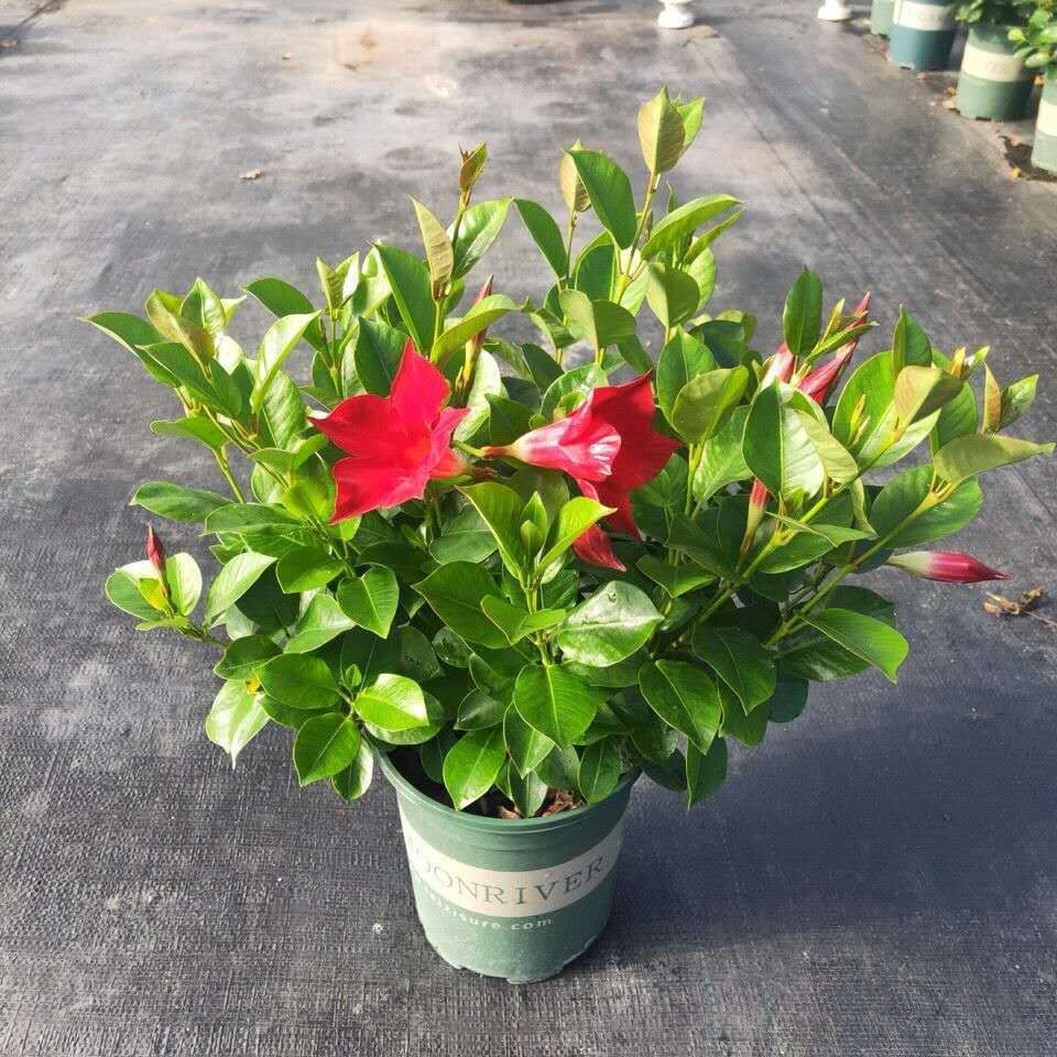 万里飘香藤花盆栽四季开花富贵红双喜藤多年生攀爬植物带花苞发货