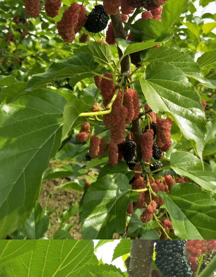 桑葚树苗无籽十大嫁接四季盆栽长果桑树苗南北方种植地栽当年结果