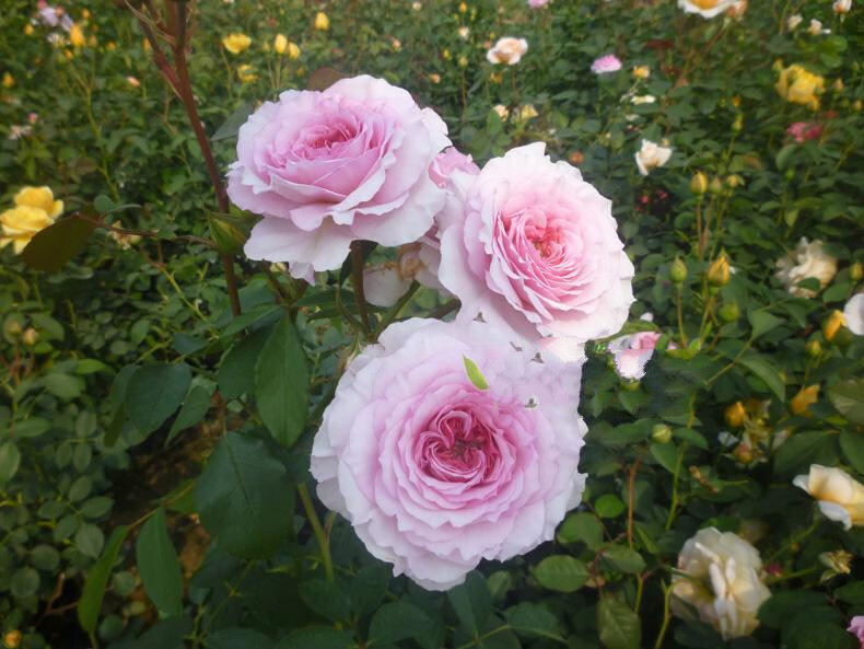 月季藤彩虹月季藤彩虹藤本月季欧月玫瑰爬藤蔷薇花苗植物花卉多季开花
