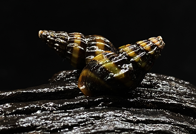 杀手螺热带观赏除淡水蜗牛活体宠物刺客螺水草缸工具大黄蜂钻纹螺 1-2