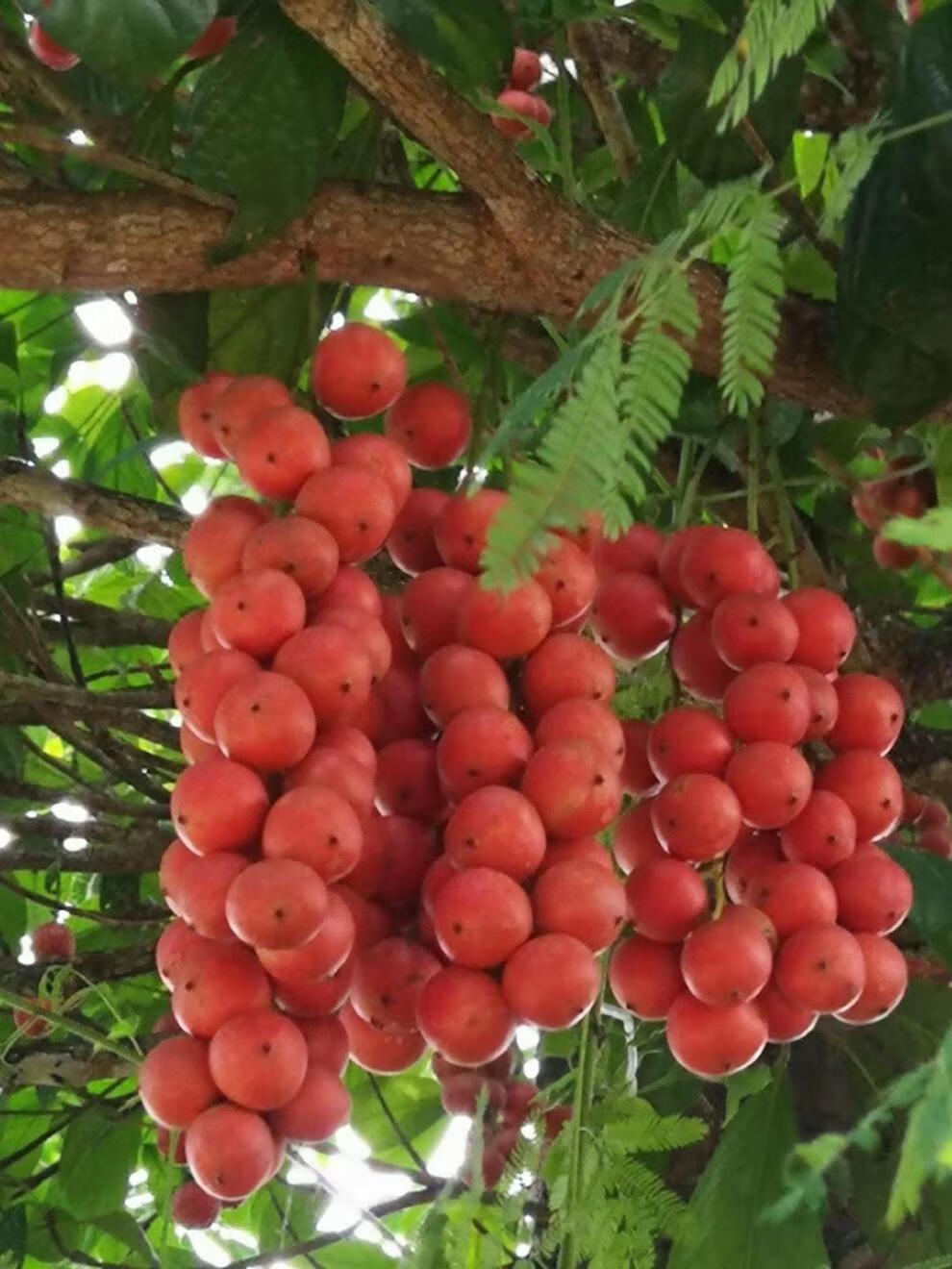 悠妃三丫果木奶果稀有罕见水果云南野生山果酸甜 一斤尝鲜【图片 价格