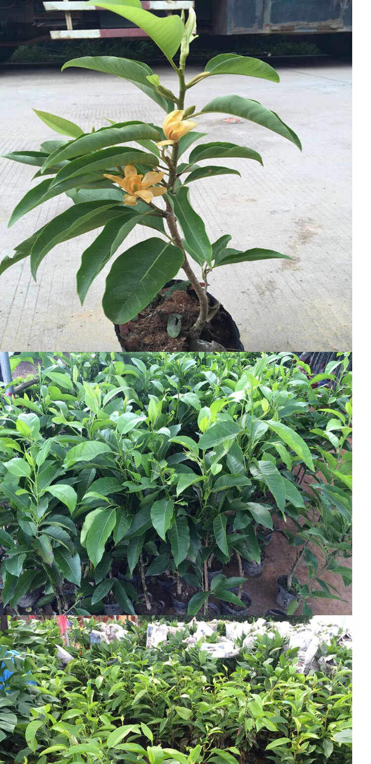 木繁嫁接白兰花树苗盆栽正宗黄桷兰花苗绿植室内香味型花卉除甲醛白兰