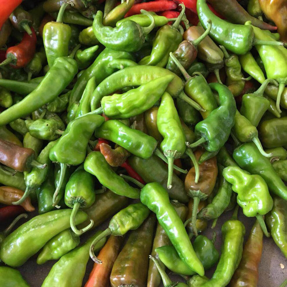 【新鲜土辣椒】湖北露天土辣椒 薄皮青辣椒尖椒圆椒做泡椒5斤