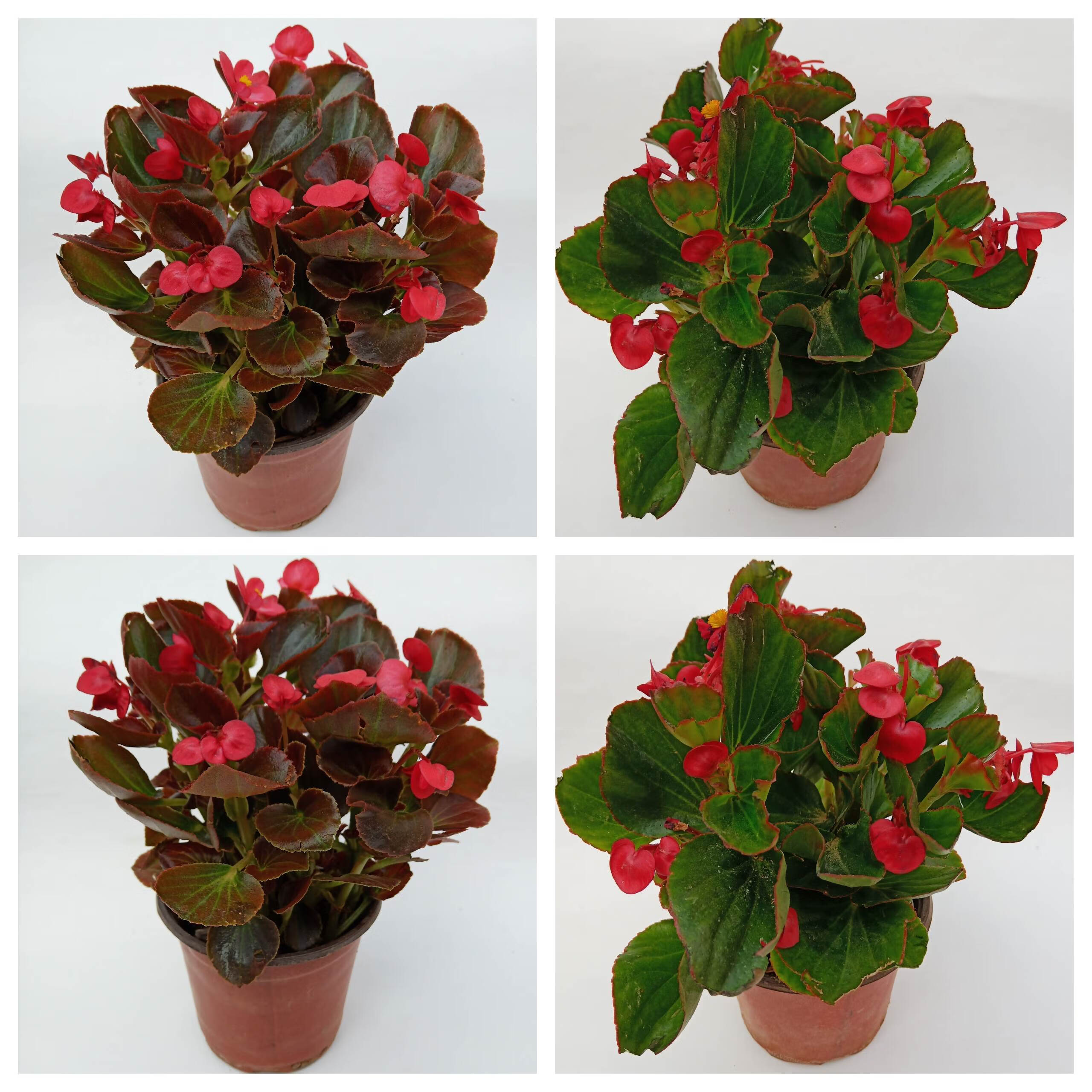 木繁四季海棠花盆栽四季开花植物带花苞发货花期长阳台美观丽格海棠粉