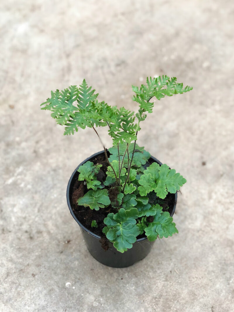 蕨类植物合集耐阴室内耐寒s 老虎蕨17厘米盆 带盆栽好【图片 价格