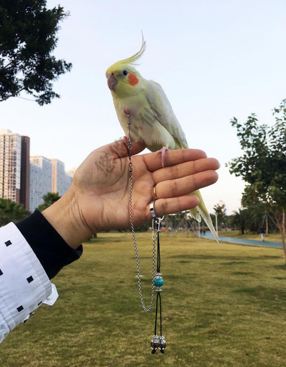 鹦鹉不锈钢脖链套装宠物鸟外出防飞项圈虎皮牡丹玄凤训鸟遛鸟脖套基础