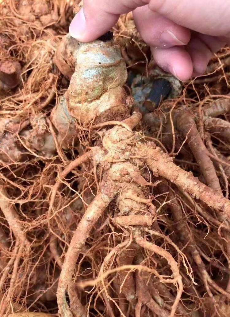 新鲜三七云南文山生三七现挖活三七头带根须田七整个泡酒250g500g沁溪