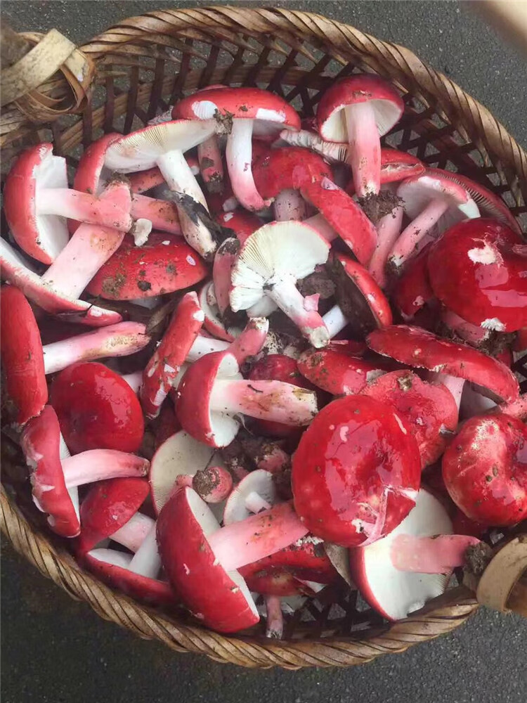 5折精选武夷山红菇野生食用菌红蘑菇小朵菇蕾福建土特产干货250g