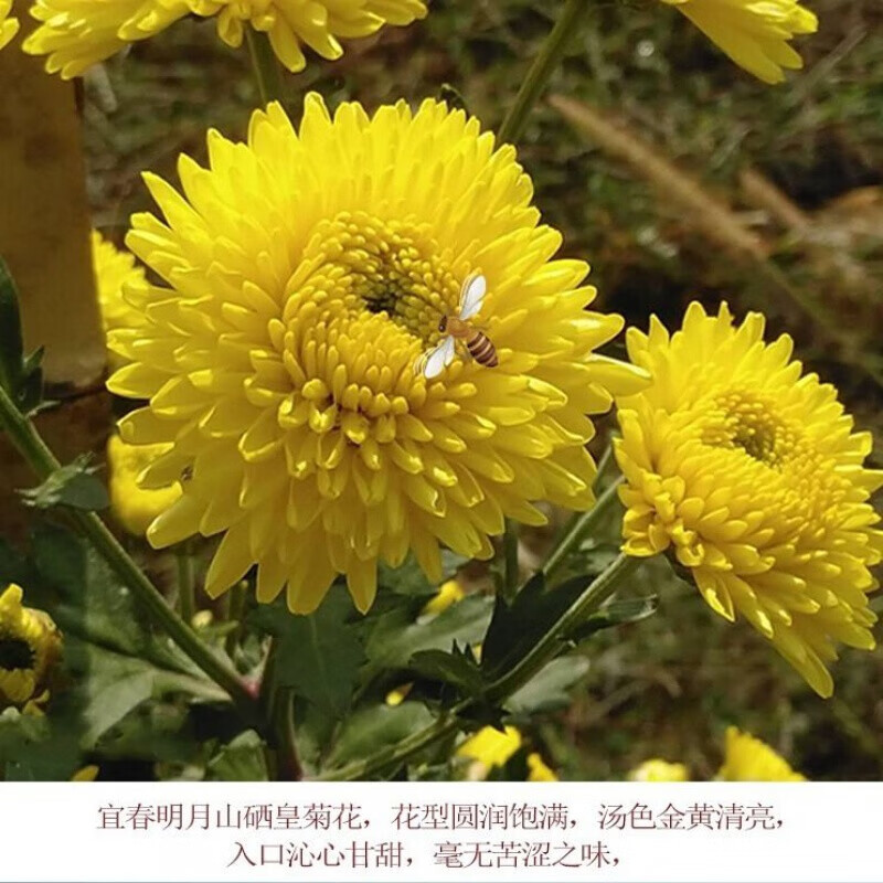 明月山皇菊江西明月山富硒皇菊明皇菊花茶干菊花黄菊一杯一朵1罐