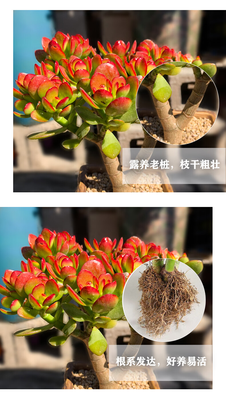 玉樹老樁多肉植物盆栽姬紅花月稀有品種紅葉玉樹苗室內盆栽開花卉玉樹