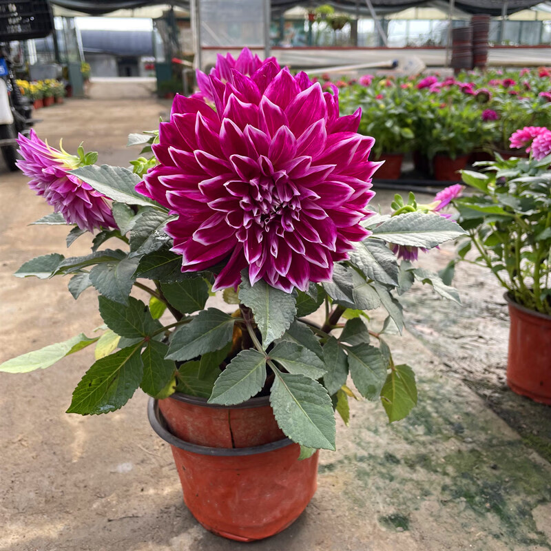 小丽花盆栽耐寒花期长大丽花庭院阳台盆栽多年生好养带花发货 小丽花