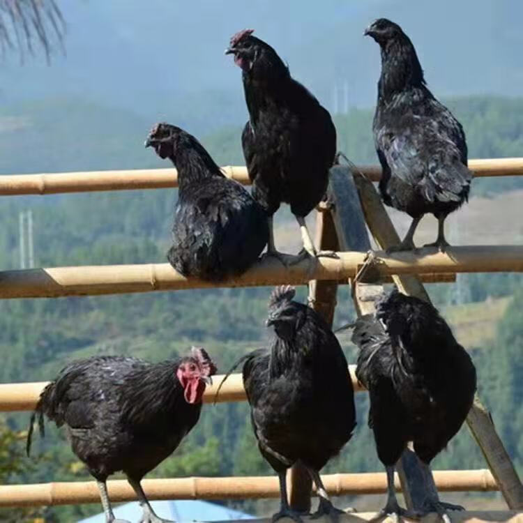 荣郁 正宗纯种一斤重五黑鸡活体脱温鸡土鸡绿壳蛋鸡母鸡乌骨鸡包活