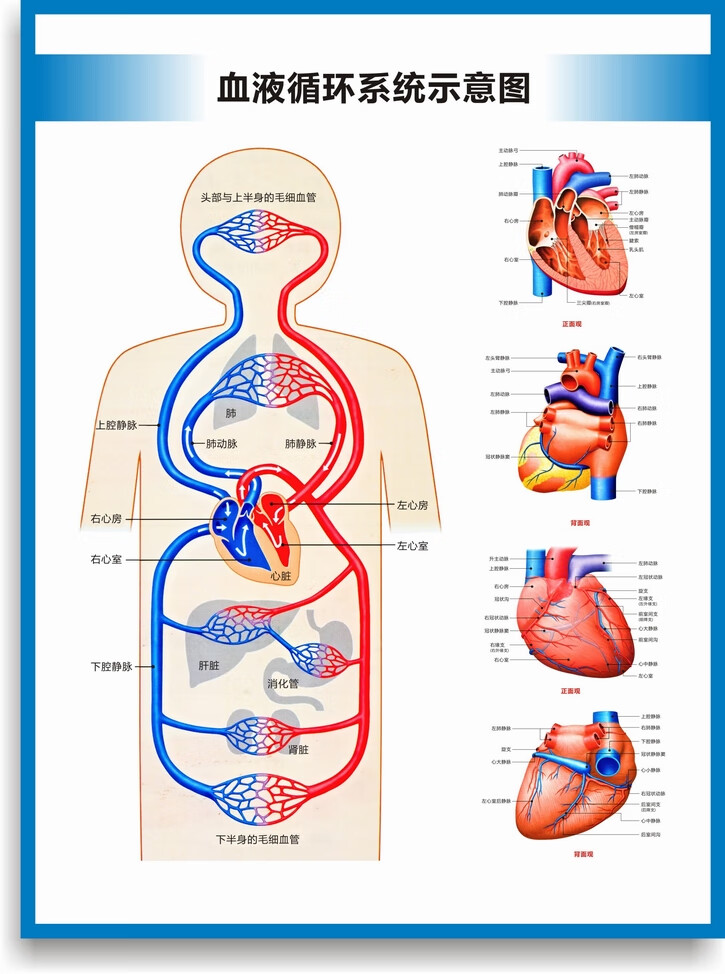 心脏 循环系统 防水防晒背胶(背面有胶) 32寸(60x80厘米)【图片 价格