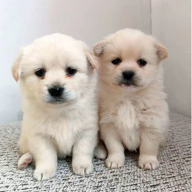 荣郁 宠物狗中华田园犬家养土狗金毛比熊混血大黄狗纯黑四眼狗看家护