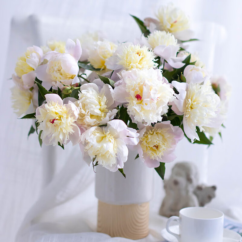 重瓣芍药鲜切花月季牡丹花束家用重瓣芍药5支白色不含花瓶