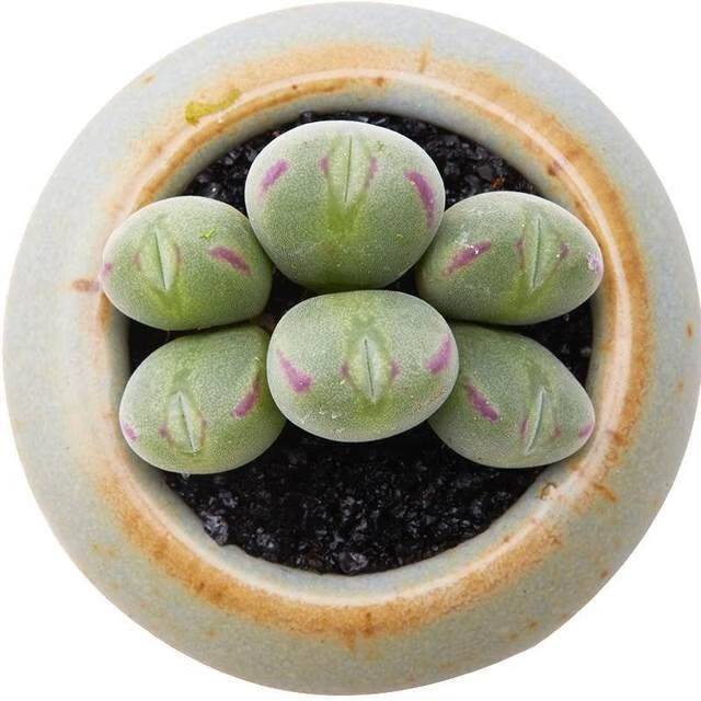 肉锥花多肉植物萌pp生石花番杏科群生口笛老桩口迪多头盆栽绿植抖音