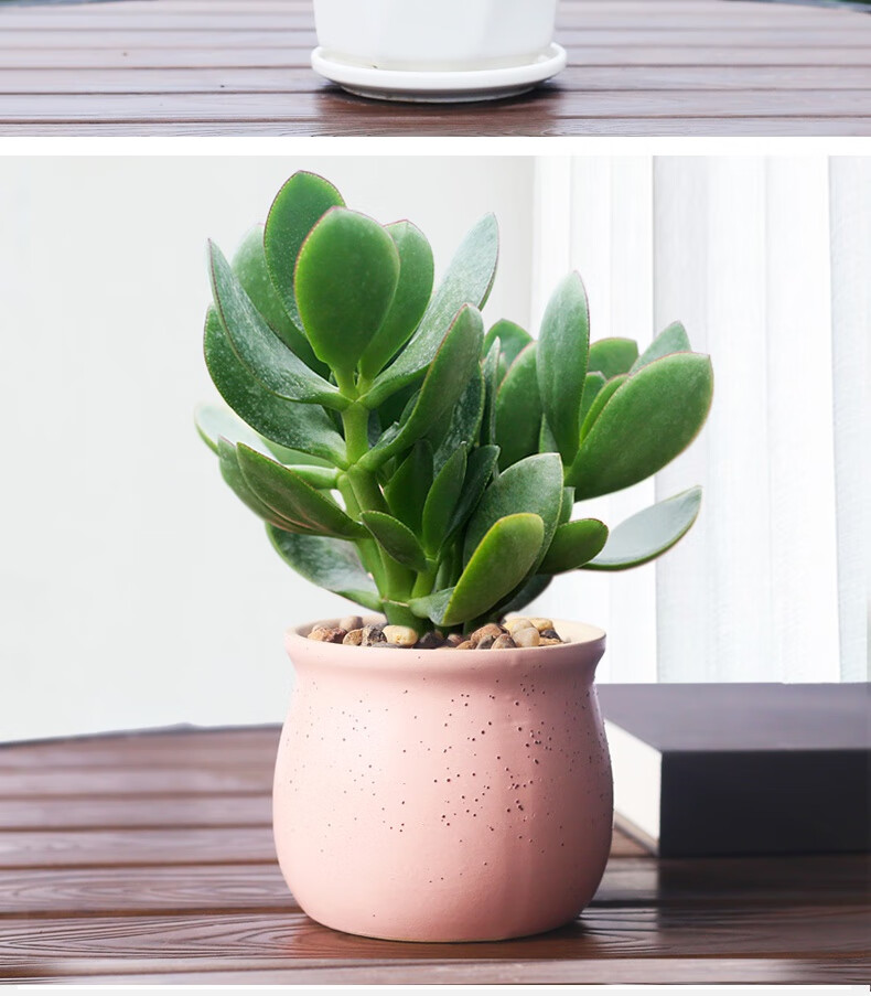 玉树老桩大株盆栽多肉植物室内四季好养绿植净化空气盆栽玉树盆栽带