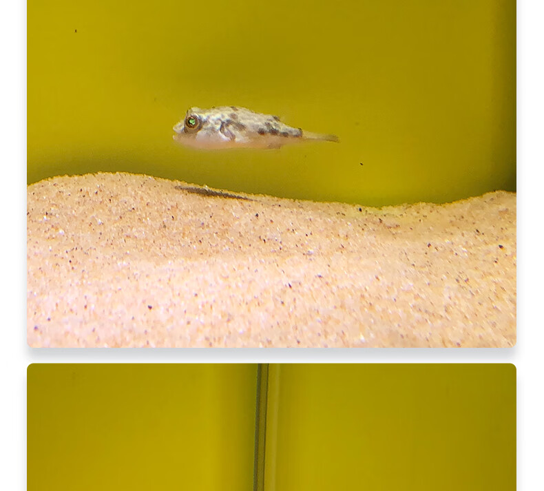 zxc观赏热带鱼斑马狗头好养鱼苗淡水活体小型宠物凶猛狗头鱼 斑马狗头