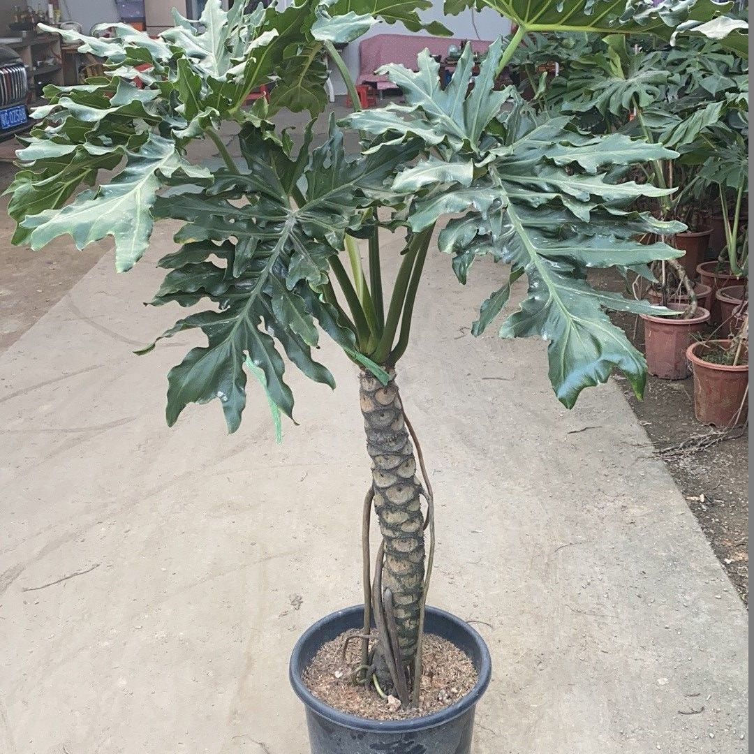 【送货上门】龙鳞春羽老桩大号绿植盆栽办公室客厅盆景净化空气室内观