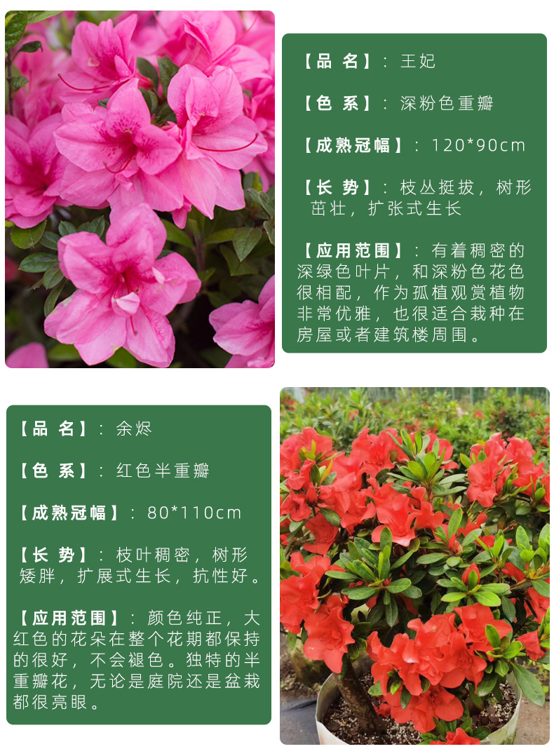 安库杜鹃康乃馨王妃余烬阳台庭院常绿耐热耐寒四季开花灌木花卉 王妃2