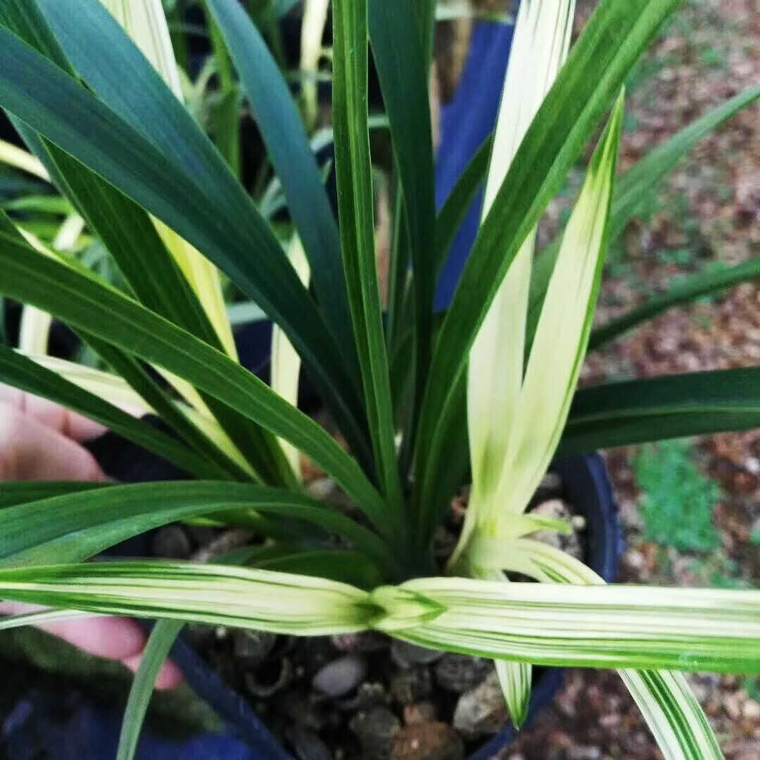 特价兰花苗 浓香型兰花七彩小神童 特价促销 品种保证 盆栽花卉桌面