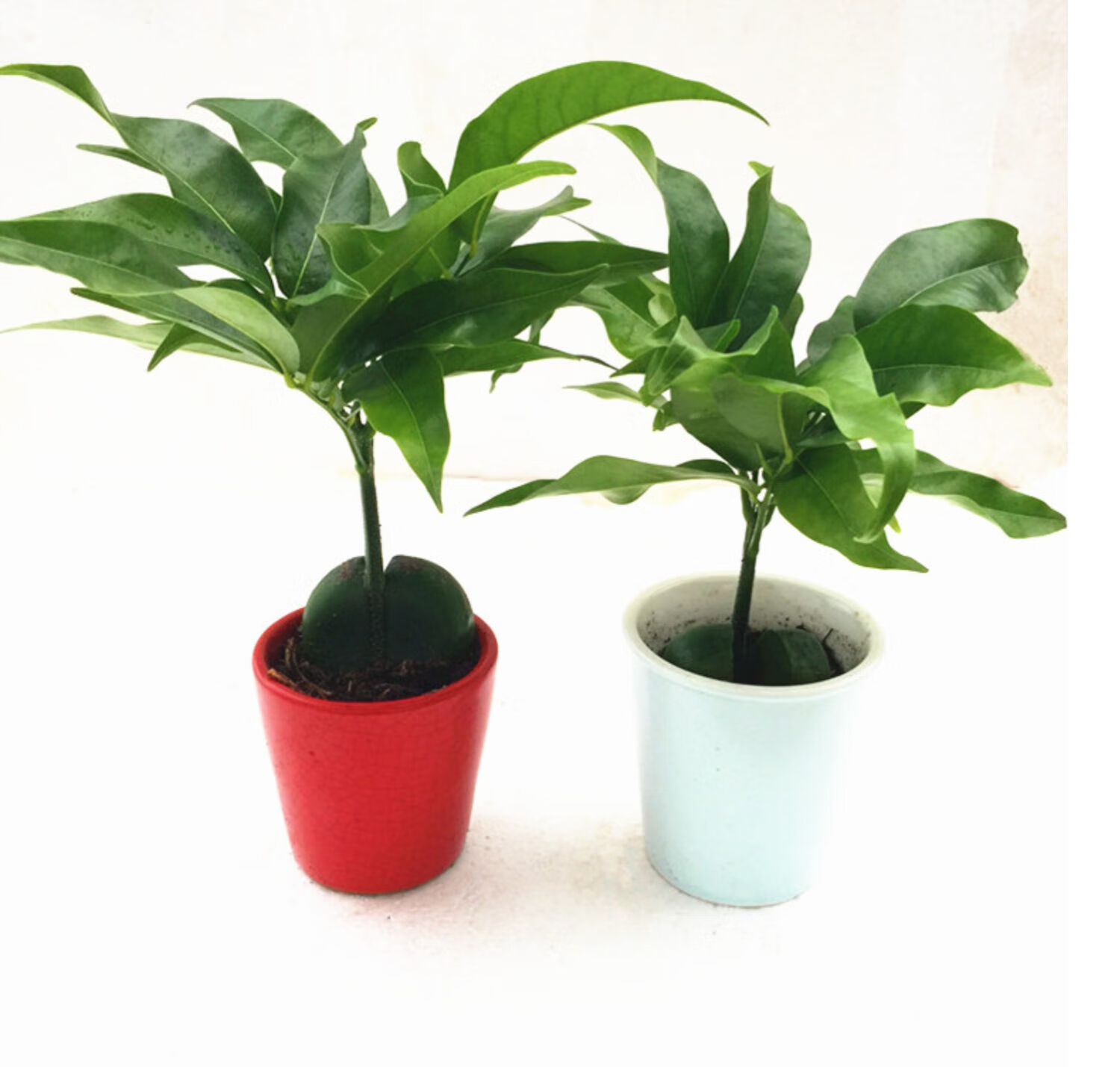 木繁 开心果小盆栽又名必思答绿仁果室内阳台趣味耐养桌上花卉绿植