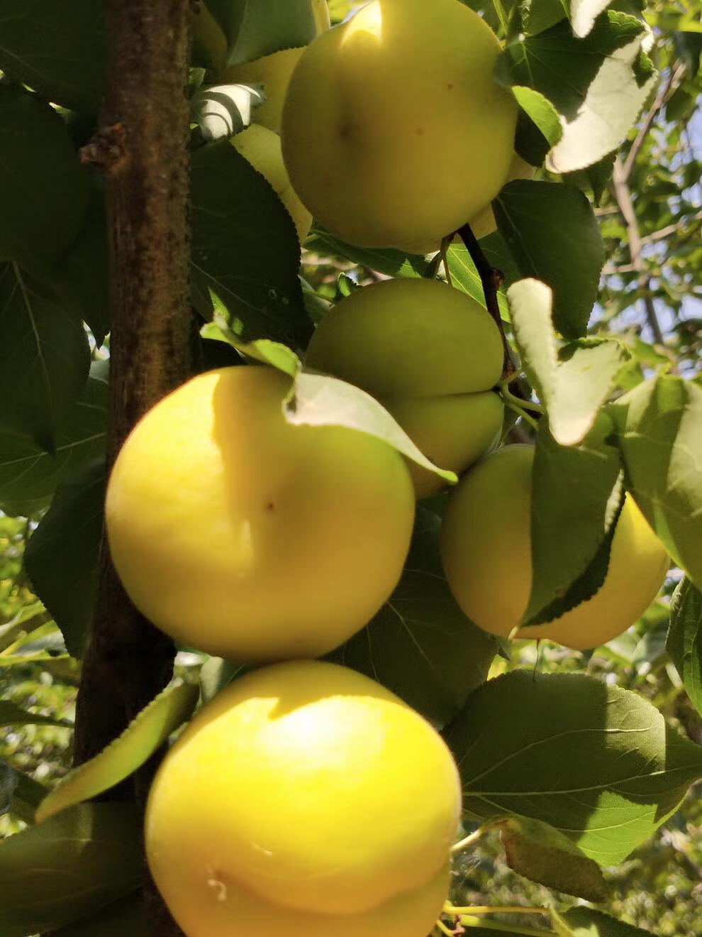 净樱(软糯香甜)陕西小白杏 香白杏 5斤甜杏子 稀