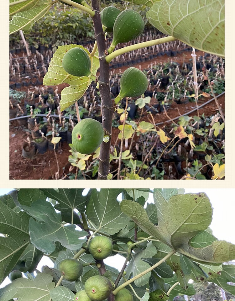 無花果樹果苗波姬紅特大盆栽地栽矮化南方北方當年結果無花果苗樹