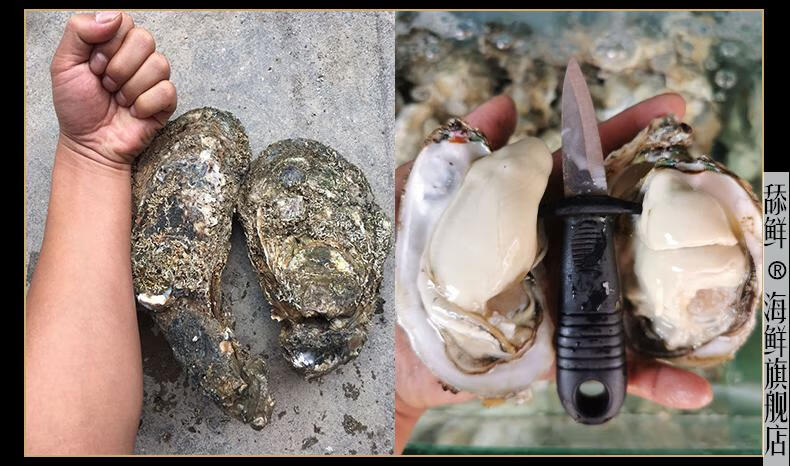 10斤台山深井生蚝非乳山生蚝牡蛎特大生蚝带壳生吃大海蛎烧烤生蚝 xl