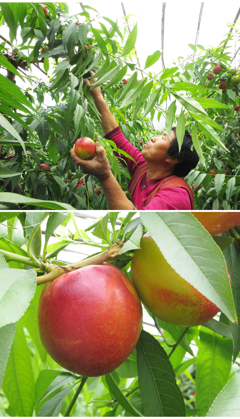 黄心油桃新鲜水果5斤黄肉香甜可口脆甜当季现货孕妇桃子产地直供