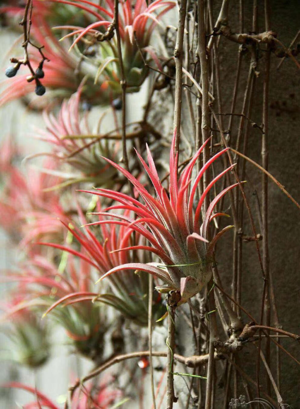 花红精灵花卉绿植盆栽办公室内净化空气甲醛无土植物桌面 红精灵三颗