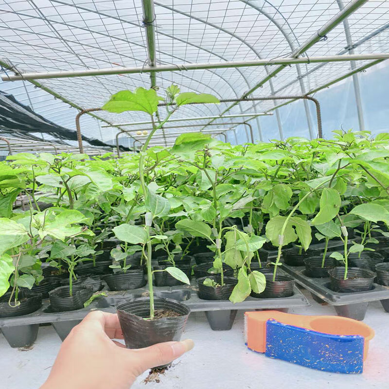 江影清香蜜百香果苗嫁接香蜜大果百香果爬藤超大百香果苗南北种植果树