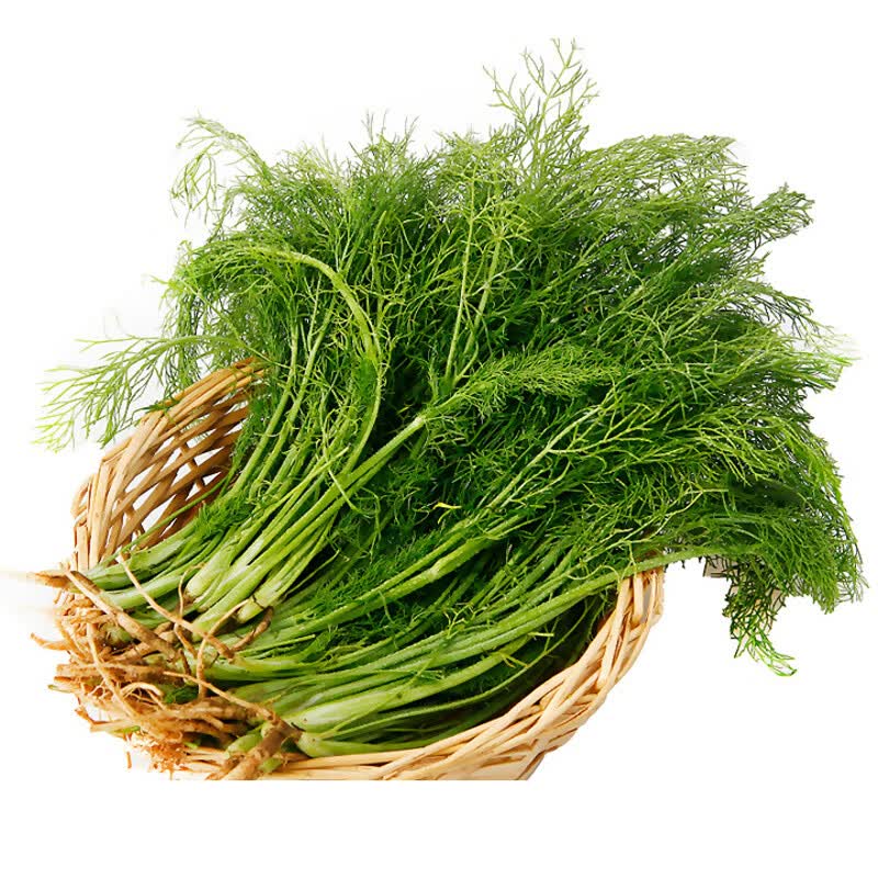 语辰彤庭院阳台香料蔬菜割茬茴香种子宿根庭院种菜四季播小茴香种子割