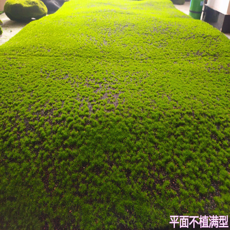精选现发仿真青苔藓草皮草坪植物景观绿色植物场景橱窗展示盆景盆栽