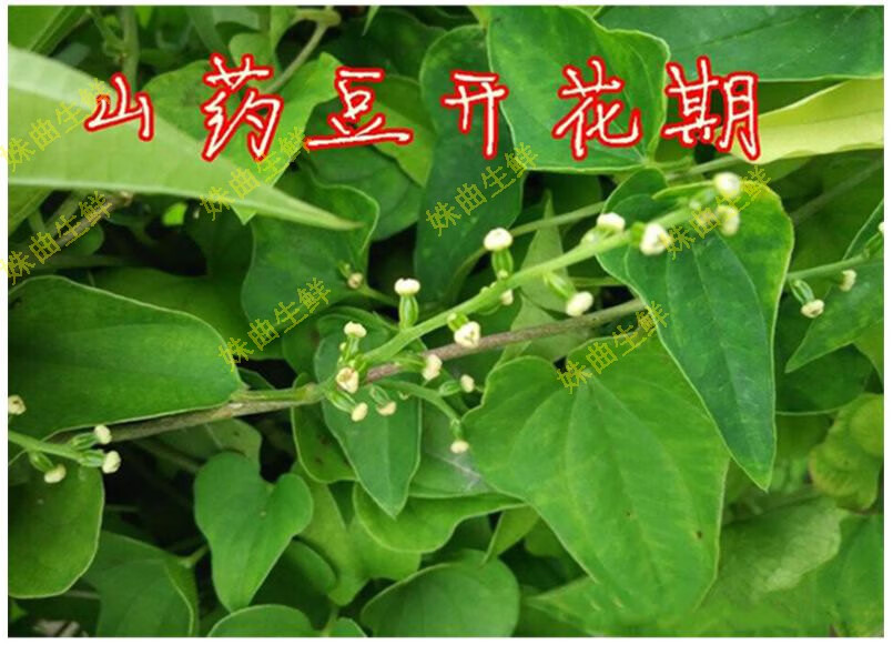 fghgh2022年新鲜铁棍山药豆农家怀淮山药蛋糖葫芦豆2斤大号