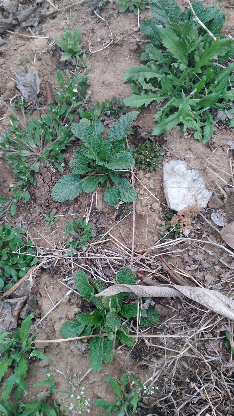 新鲜蛤蟆草癞蛤蟆菜蟾蜍草蛤蟆皮棵草荔枝草皱皮草雪见草 500g