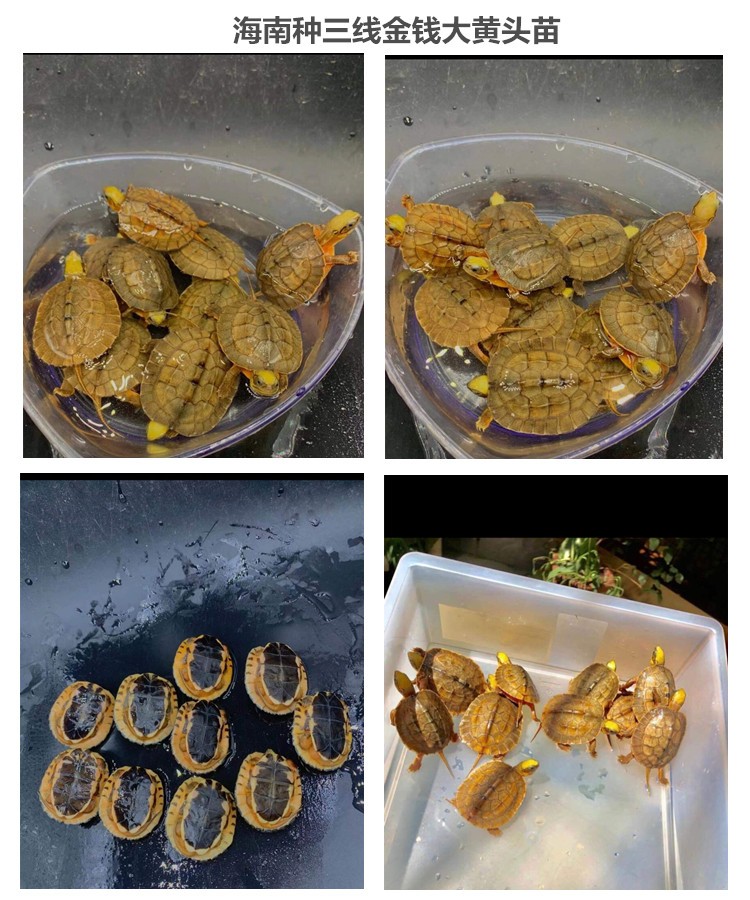 三线金钱闭壳乌龟苗活体龟海南种龟越南大黄头龟活体 40-50克(越南