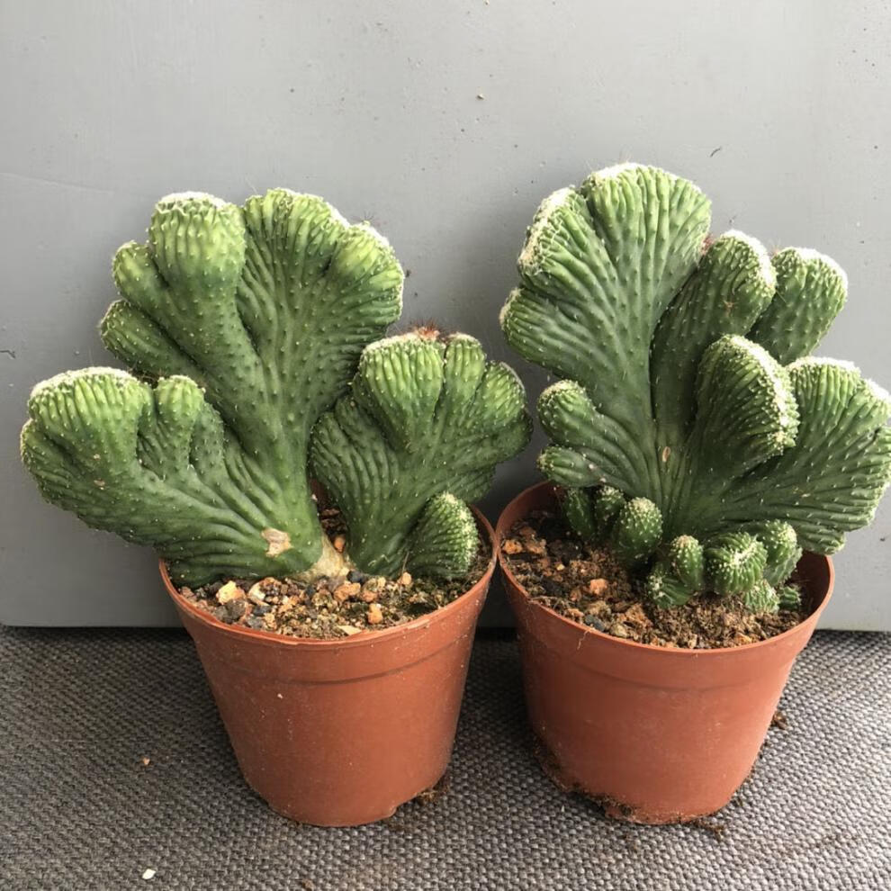 小盆栽玉麒麟多肉易栽好养活办公室桌面绿植 五指山高度30以上【图片