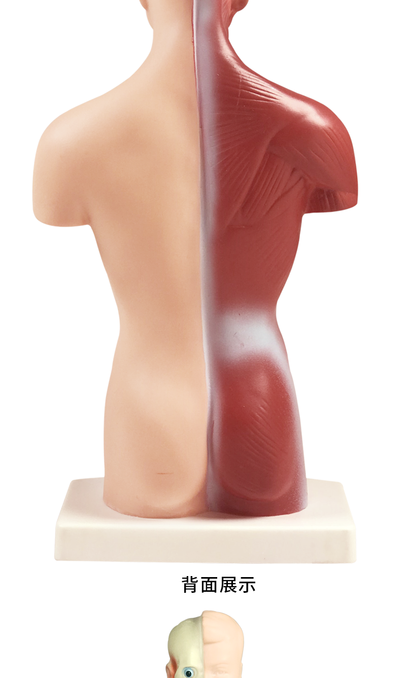 人体仿真教学模型人体解剖心脏大脑人体结构医学器官躯干教学内脏模特
