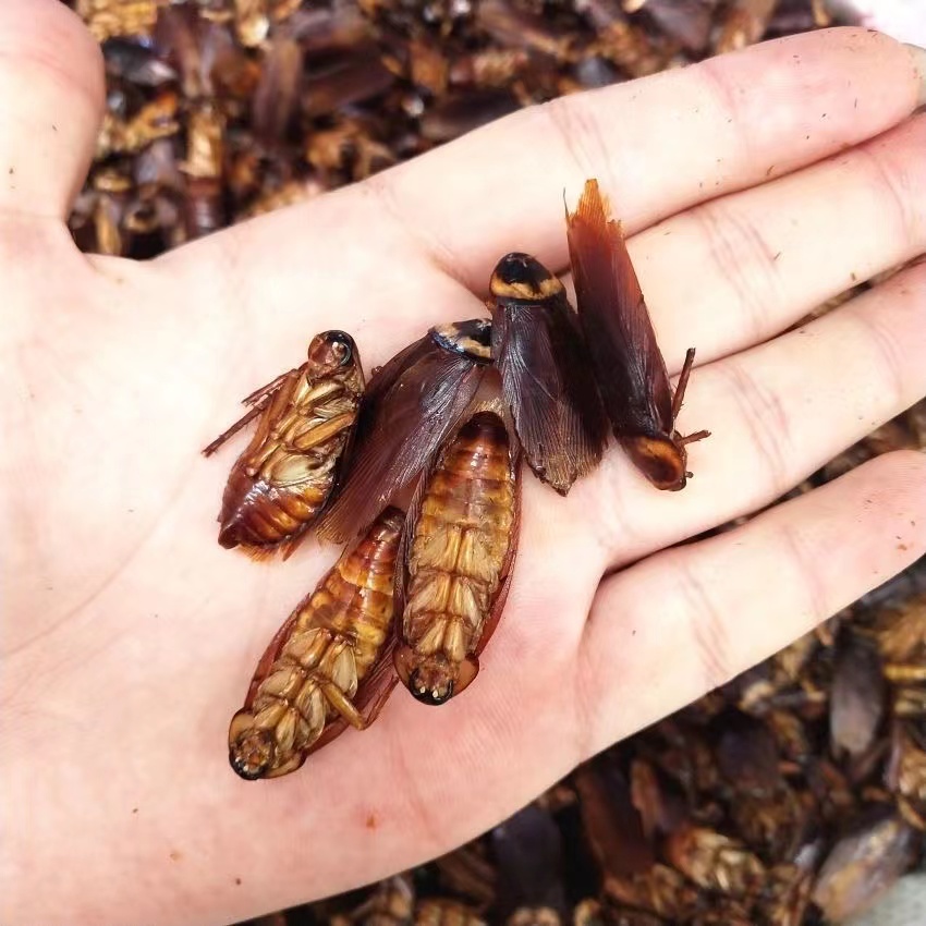 北京同仁堂蟑螂干 药材 偷油婆 大蜚蠊 飞蟅 茶婆虫 500g 农产品食用