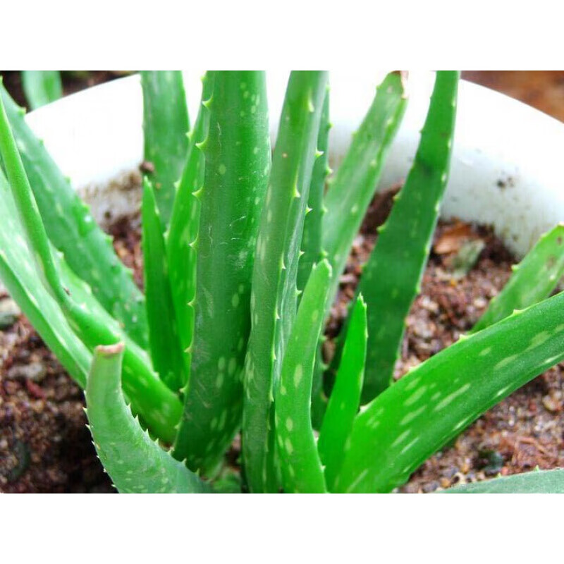 中华芦荟苗盆栽斑纹芦荟中国芦荟芦荟芦荟植物中华小苗1015厘米高3棵