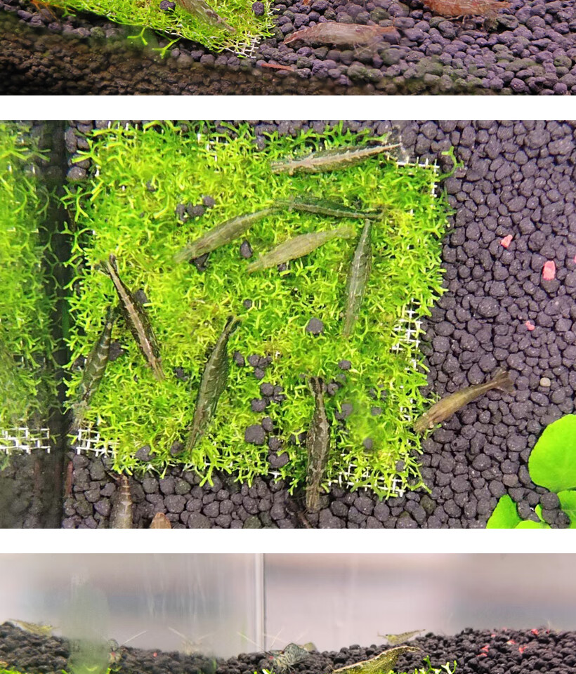 黑壳虾水草除藻工具虾草缸清洁虾饲料淡水活体观赏虾长臂河虾 野生养